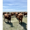 Image 3 : Adam & Don Wolfer - 56 Red Heifers