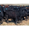 Image 7 : JT Cholin Farms - 900# September Delivery Grass Steers - 68 Head (Biggar, SK)