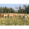 Image 6 : Leonard Parke - 980# September Grass Heifers - 65 Head (High Prairie, AB)