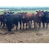 Image 6 : Turtleview Livestock - 850# June Delivery Heifers - 68 Head (Goodlands, MB) VBP+