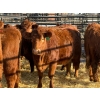Image 4 : Fox Cattle Co. - 11 Bred Heifers (Pen 443)
