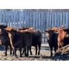 Image 5 : Hillcrest Farming Co. - 700# February Delivery Steers - 175 Head (Dundurn, SK)
