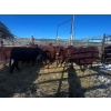Image 2 : Crooked Creek Ranch - 12 Second Calvers (Pen 505)