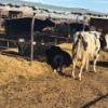 Image 4 : Idaho Dairies/Ranches - 30 Cows (Burley, ID)