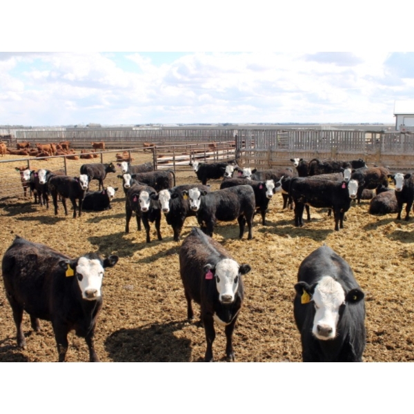 A&S Farms - 30 BWF Replacement Heifers (Coaldale, AB)
