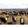 Image 1 : A&S Farms - 30 BWF Replacement Heifers (Coaldale, AB)