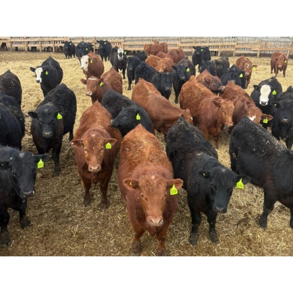 Van Hall Cattle Co. - 930# April Delivery Steers - 185 Head (Scandia, AB)