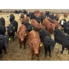 Image 1 : Van Hall Cattle Co. - 930# April Delivery Steers - 185 Head (Scandia, AB)