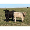 Image 5 : GW Murray Ranches - 600# November Delivery Steer Calves - 80 Head (Rolling Hills, AB)