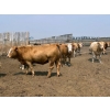 Image 4 : Dietrich Farms - 1025# June Delivery Heifers - 60 Head (Mendham, SK)