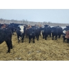 Image 5 : Tee Two Land & Cattle Co. - 680# March/April Delivery Steers - 265 Head (Kelliher, SK) VBP+