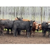 Image 5 : Jason Szymanek - 750# June Delivery Heifers - 75 Head (Stauffer, AB)