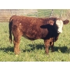 Image 4 : Squaw Valley Ranch - 750# October Delivery Steer Calves - 80 Head (Lumby, BC)