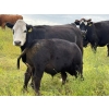 Image 10 : Running M Farms - 540# October Delivery Steer Calves - 41 Head (Airdrie, AB)