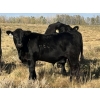Image 2 : Miller Farms Ltd. - 670# October Delivery Steer Calves - 40 Head (Acme, AB) VBP+