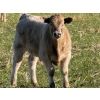 Image 7 : GW Murray Ranches - 600# November Delivery Steer Calves - 80 Head (Rolling Hills, AB)