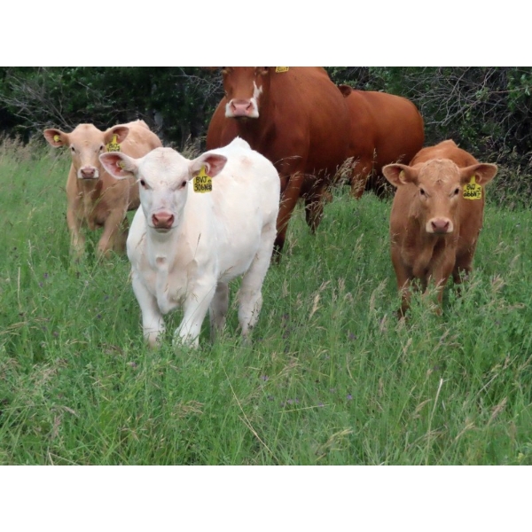Byron & Jenna Johnson - 555# October Delivery Heifer Calves - 50 Head (Strasbourg, SK) VBP+