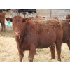 Image 7 : A&A Farms - 25 Red Replacement Heifers (Coaldale, AB)