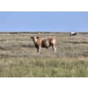 Image 3 : Ron Schmidt - 720# November Delivery Steer Calves - 85 Head (Rainier, AB)