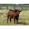 Image 3 : CRH Farms - 640# October Delivery Steer Calves - 95 Head (Harding, MB)