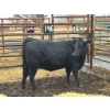 Image 2 : Kyle & Jocelyn Francis - 1 Heifer (Pen 146)