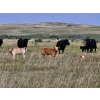 Image 7 : CK Cattle Co. (Scott & Laura Culligan) - 440# October Delivery Heifer Calves - 120 Head (Eyre, SK)