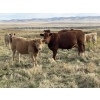 Image 4 : Einar & Judy & Logan & Emily Nelson - 595# October Delivery Heifer Calves - 100 Head (Maycroft, AB)