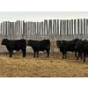 Image 5 : Pedersen Farms - 900# March Delivery Steers - 65 Head (Scandia, AB)