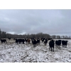 Image 10 : Randy Kehler - 25 Black/Black X Spring Calving Bred Heifers (Eriksdale, MB)