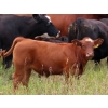 Image 5 : Allan & Janet Nameth - 625# November Steer Calves - 80 Head (Cupar, SK) VBP+