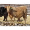 Image 2 : Tanner Grose & Robin Poole - 1020# September Delivery Grass Steers - 60 Head (Moosomin, SK)