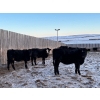 Image 7 : Kris Springer - 950# November Delivery Open Grass Heifers - 130 Head (Foam Lake, SK)