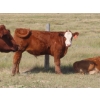Image 5 : Thackeray Land & Cattle Inc. - 680# November Delivery Steer Calves - 90 Head (Goodwater, SK)