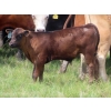 Image 3 : L & J Ranch - 550# October Delivery Steer Calves - 70 Head (Harptree, SK)