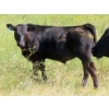 Image 7 : Tom Harrison - 550# Dec/Jan Delivery Steer Calves - 80 Head (Regina Beach, SK)