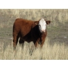Image 3 : Crooked Tree Ranch - 610# October Steer Calves - 125 Head (Jenner, AB)