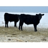 Image 19 : Bruce & Heather Clayton - 600# December Delivery Steer Calves - 100 Head (Strathmore, AB)