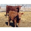 Image 5 : Rob Mossey - 850# March Delivery Steers - 140 Head (Vauxhall, AB)