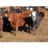 Image 6 : Hebert Livestock Ventures - 635# February Delivery Steers - 100 Head (Wawota, SK) VBP+