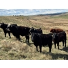 Image 3 : Carter Morison - 1130# July Delivery Grass Steers - 110 Head (Airdrie, AB)