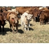 Image 5 : Bar 33 Ranch - 540# November Heifer Calves - 80 Head (Strathmore, AB)