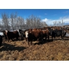 Image 11 : Chris Bartel - 1025# May Delivery Steers - 60 Head (Fort Vermilion, AB)