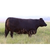 Image 4 : Right Cross Ranch - 1450# Open Cows - 23 Head (Kisbey, SK)