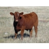 Image 1 : Crooked Tree Ranch - 600# October Delivery Steer Calves - 105 Head (Jenner, AB)