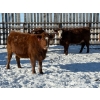 Image 13 : Greg Trewin - 30 RBF/RWF/Red Bred Heifers (Coulter, MB)