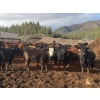Image 4 : Guichon Creek Ranch - 725# March Delivery Steers - 70 Head (Westwold, BC)