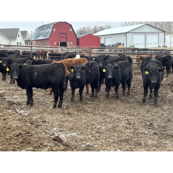 Lazy B Farm & Ranch - 740# March Delivery Steers - 62 Head (Linden, AB)