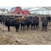 Image 1 : Lazy B Farm & Ranch - 740# March Delivery Steers - 62 Head (Linden, AB)