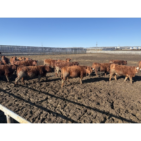 6U Cattle Company - 70 Red Angus X Replacement Heifers (Manning, AB)
