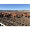 Image 1 : 6U Cattle Company - 70 Red Angus X Replacement Heifers (Manning, AB)